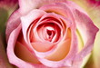 Rosenblüte