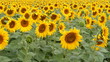 Sun flower