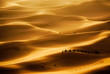 Camel Caravan Camel Caravan