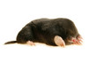 talpa europaea