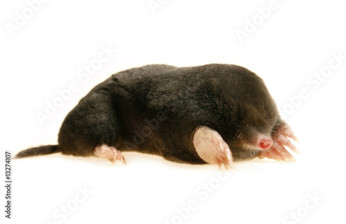Photo: talpa europaea talpa europaea