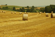 Harvesting.