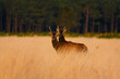 Cerf