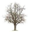 Apple Tree