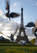 Eiffel Tower Pigeons