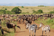 Herd of antelopes Gnu and couple of zebras