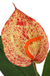 anthurium panaché 