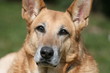 Schäferhund