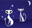 Cats in the night Cats in the night