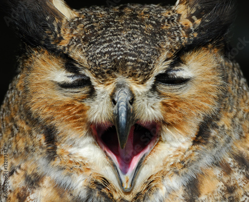Photo: Eagle Owl Eagle Owl