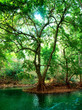 river in deep forest