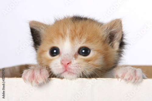 Photo: Kitten in Box Kitten in Box