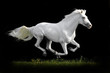 white horse on black