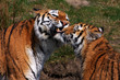 Tiger mother with her cub Tiger mother with her cub