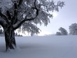 Baum im Schnee