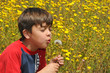 child blowing a dandelion
