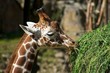 Zoo Osnabrück