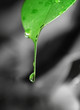 waterdrop on the leaf