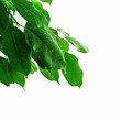 fresh green leaves
