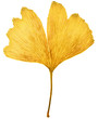 Ginkgo leaf with autumn colors