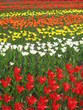Bunte Tulpenpracht