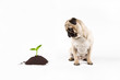 puppy dog looking at a growing plant