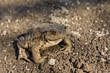toad on earth