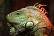 Iguana 2 Iguana 2