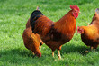 Huhn 3