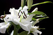 lily