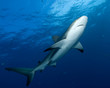 Shark in Blue Water