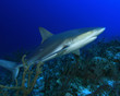Caribbean Reef shark on coral reef