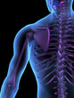 X-ray illustration of male human body and skeleton