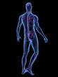 X-ray illustration of male human body and skeleton