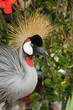 Crowned Crane (Balearica pavonina)