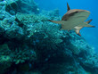 Foto: feathershark feathershark