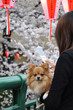 Loulou de Poméranie à la fête des cerisiers à Tokyo