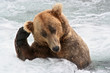 Kodjakbär in Gedanken