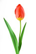 Tulpe