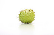 Conker Horse-Chestnut