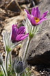 Küchenschelle / Pulsatilla
