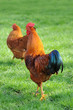Huhn 5