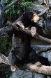 Malaienbär 02