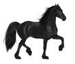 Frisian horse