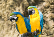 Two parrots