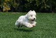Cute westie flying