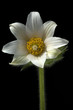 Kuechenschelle, Pulsatilla, alba
