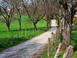 Chemin dans les champs en Savoie Chemin dans les champs en Savoie