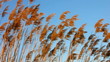 Tall reeds shaking from the wind