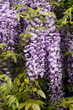 Glycine Glycine